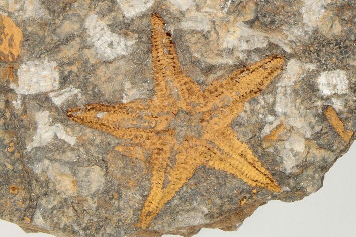 Ordovician Starfish (Petraster?) Fossil - Morocco #203527